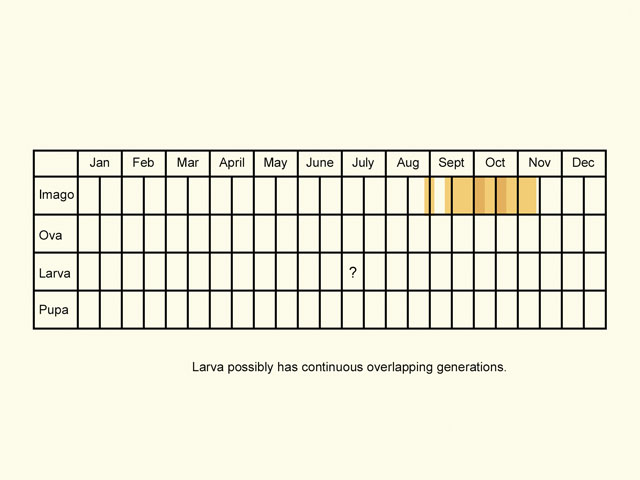  Life stages table Copyright Martin Evans 