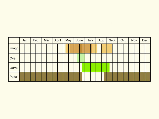  Life stages table Copyright Martin Evans 