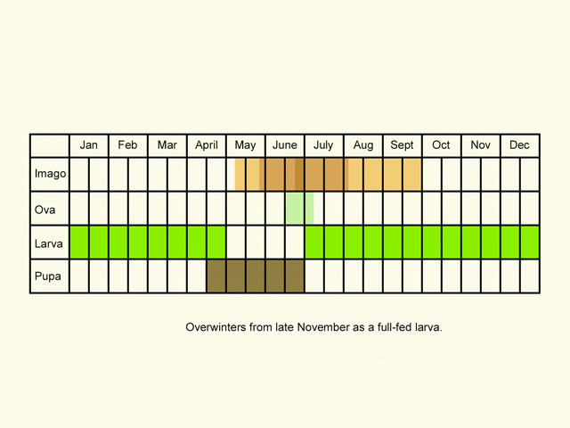  Life stages table Copyright Martin Evans 