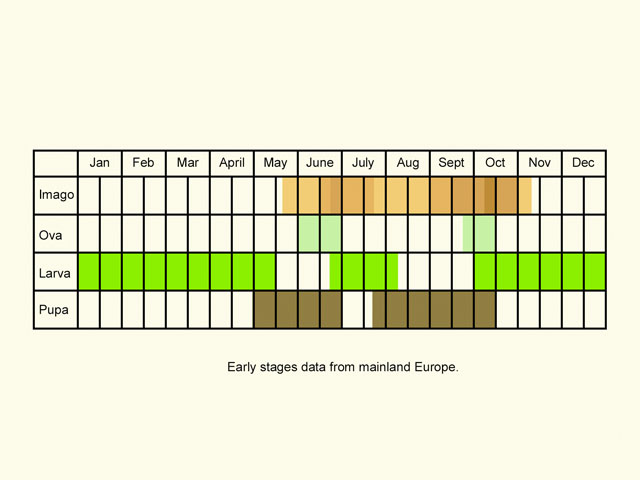  Life stages table Copyright Martin Evans 