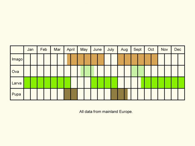  Life stages table Copyright Martin Evans 