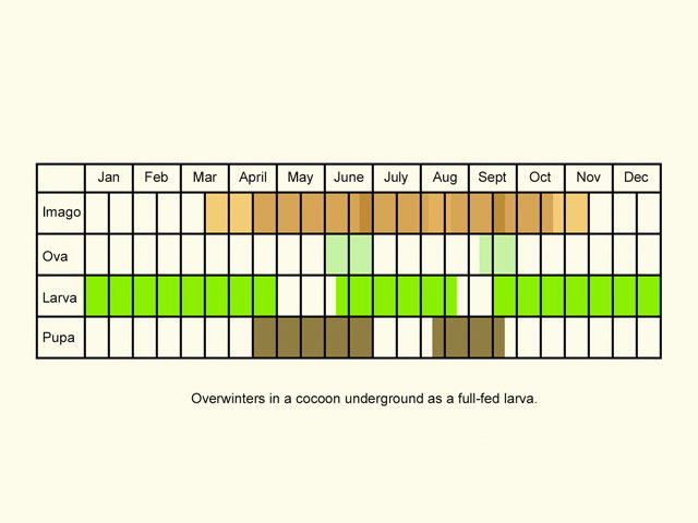  Life stages table Copyright Martin Evans 