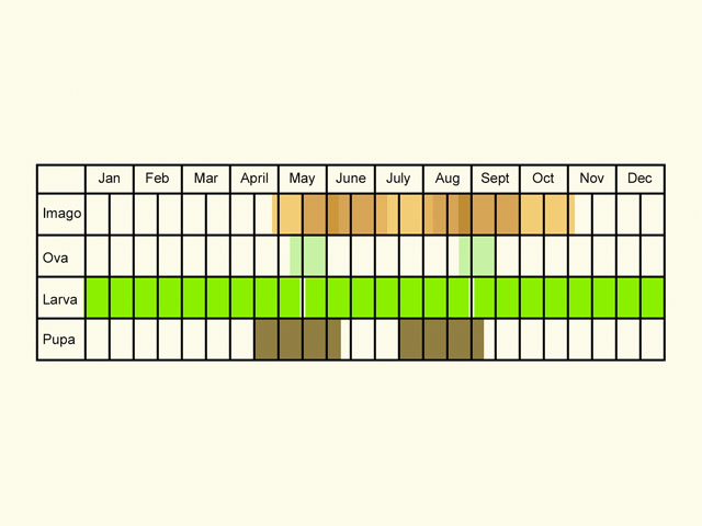  Life stages table Copyright Martin Evans 
