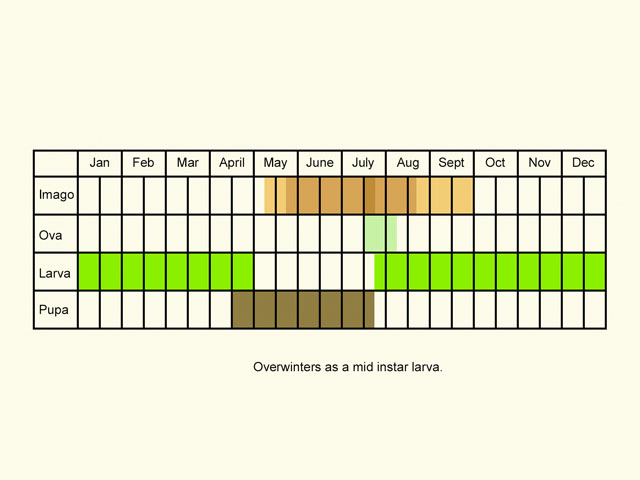  Life stages table Copyright Martin Evans 