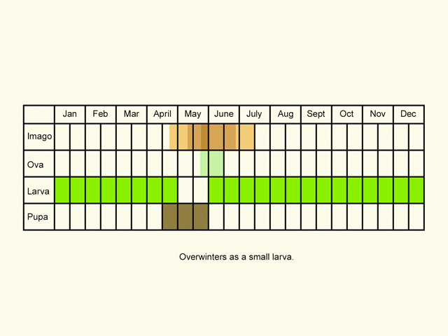  Life stages table Copyright Martin Evans 