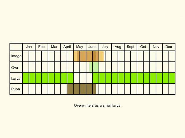  Life stages table Copyright Martin Evans 