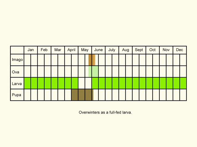  Life stages table Copyright Martin Evans 