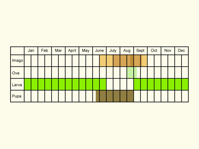  Life stages table Copyright Martin Evans 