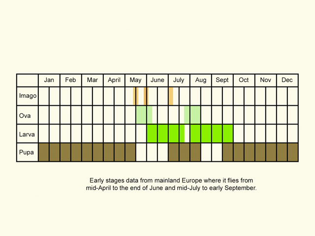 Life stages table Copyright Martin Evans 