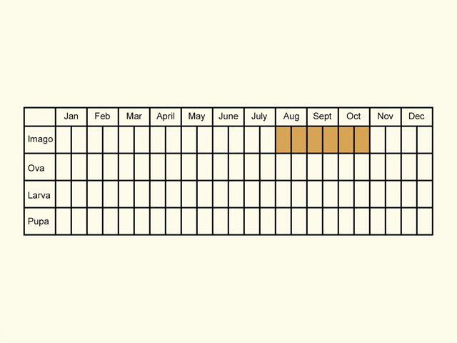  Life stages table Copyright Martin Evans 