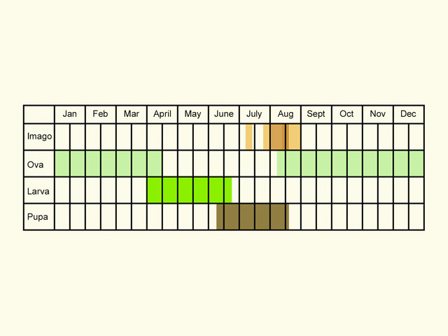  Life stages table Copyright Martin Evans 