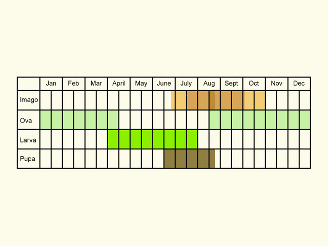  Life stages table Copyright Martin Evans 