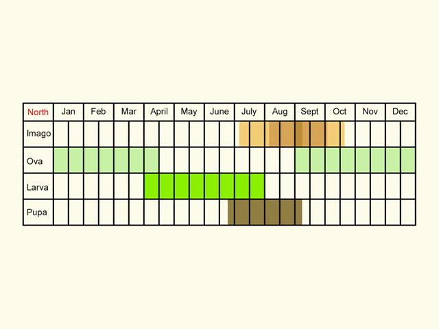  Life stages table Copyright Martin Evans 