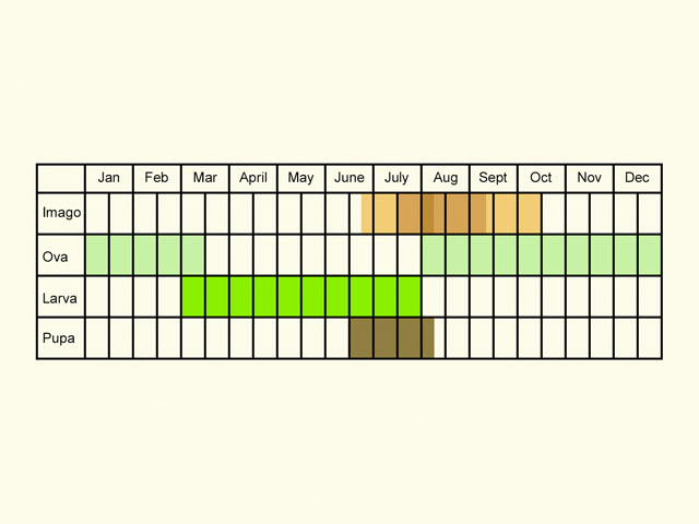  Life stages table Copyright Martin Evans 