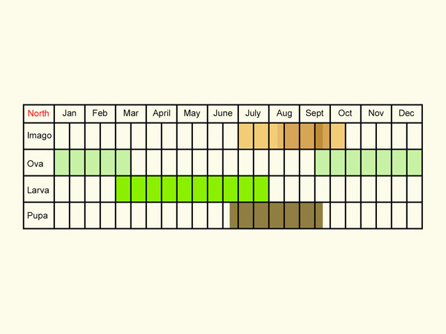  Life stages table Copyright Martin Evans 