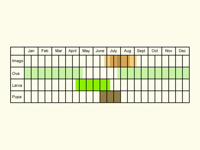  Life stages table Copyright Martin Evans 