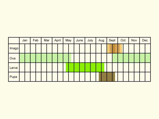  Life stages table Copyright Martin Evans 