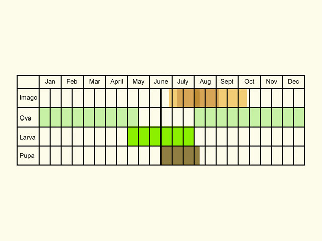  Life stages table Copyright Martin Evans 