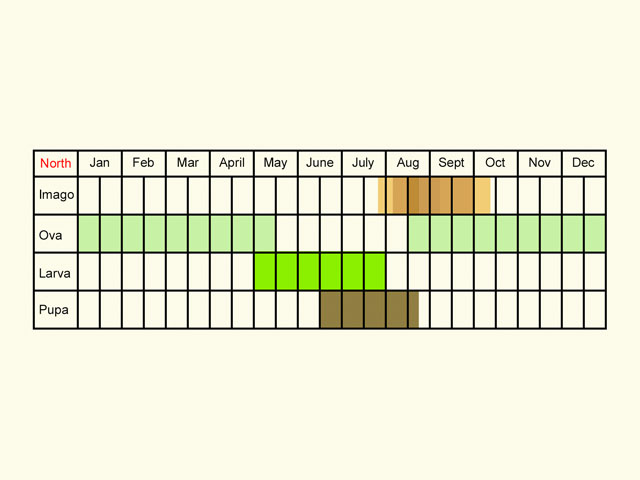  Life stages table Copyright Martin Evans 