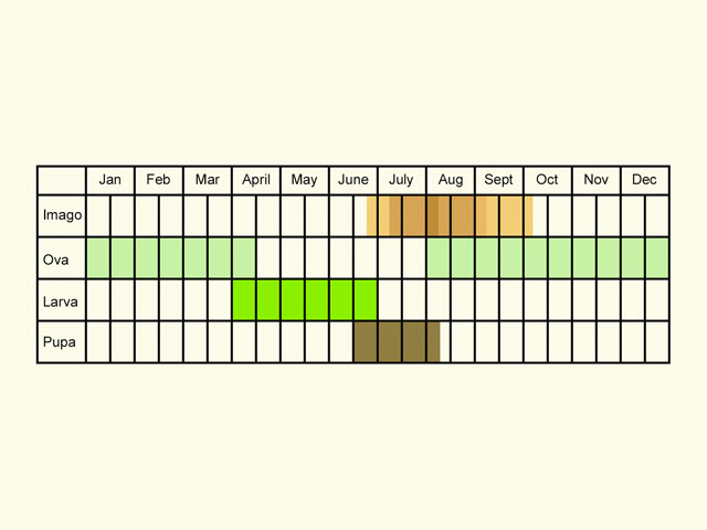 Life stages table Copyright Martin Evans 