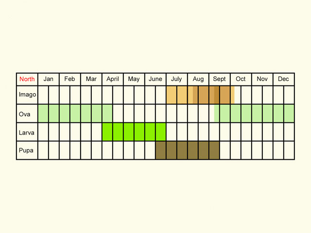  Life stages table Copyright Martin Evans 