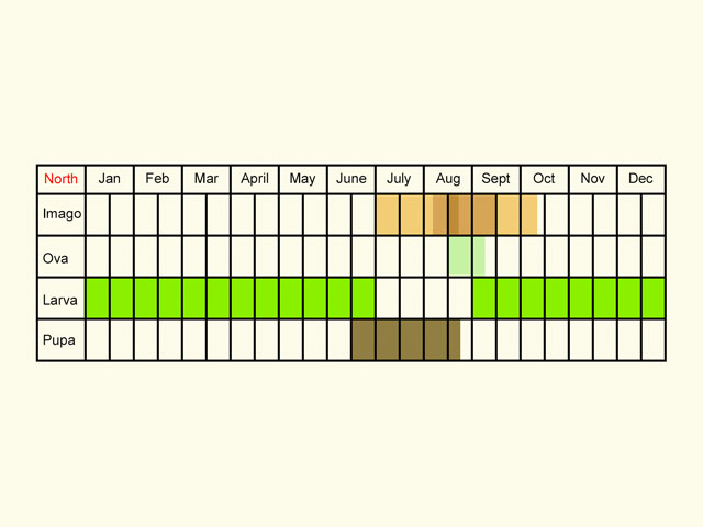  Life stages table Copyright Martin Evans 