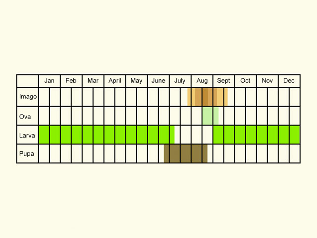  Life stages table Copyright Martin Evans 