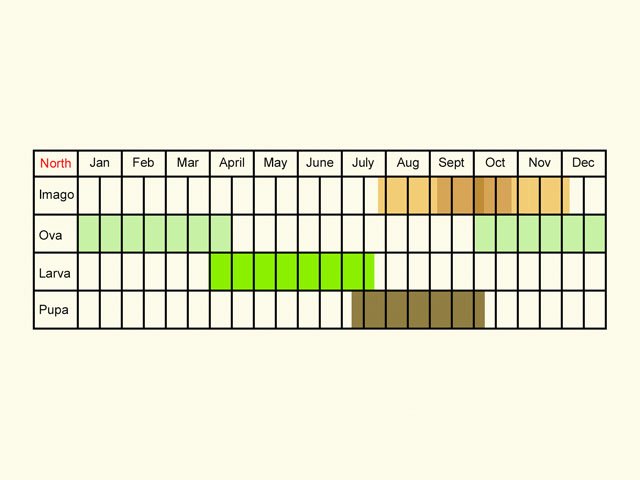  Life stages table Copyright Martin Evans 