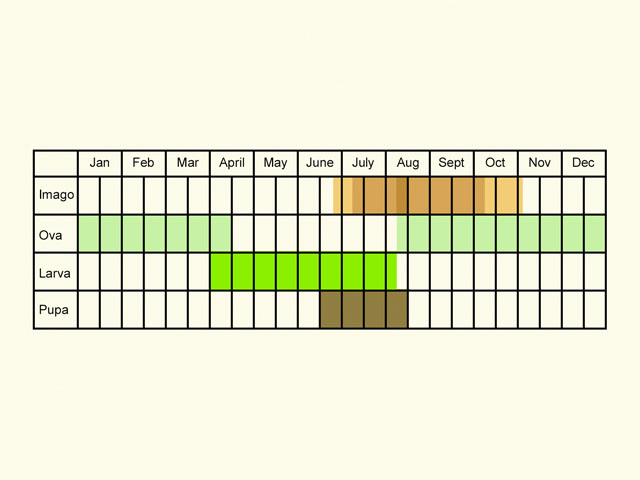  Life stages table Copyright Martin Evans 