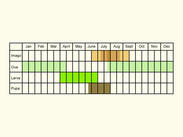  Life stages table Copyright Martin Evans 