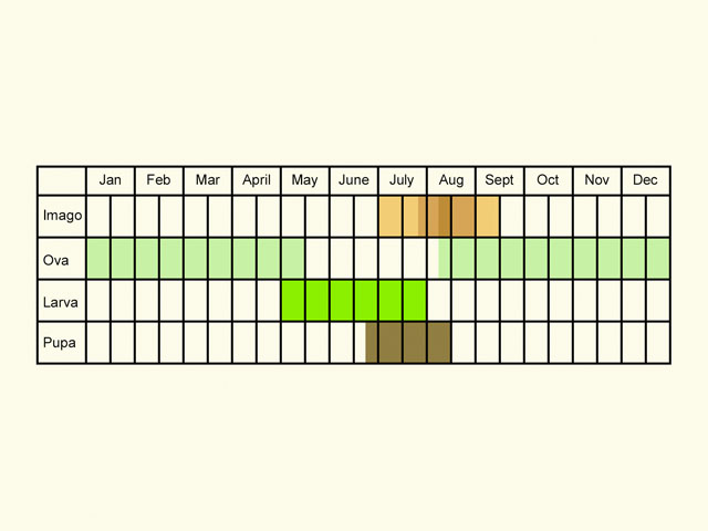  Life stages table Copyright Martin Evans 