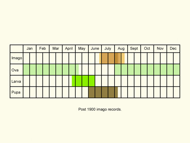  Life stages table Copyright Martin Evans 