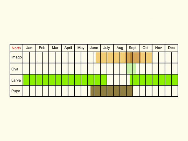 Life stages table Copyright Martin Evans 