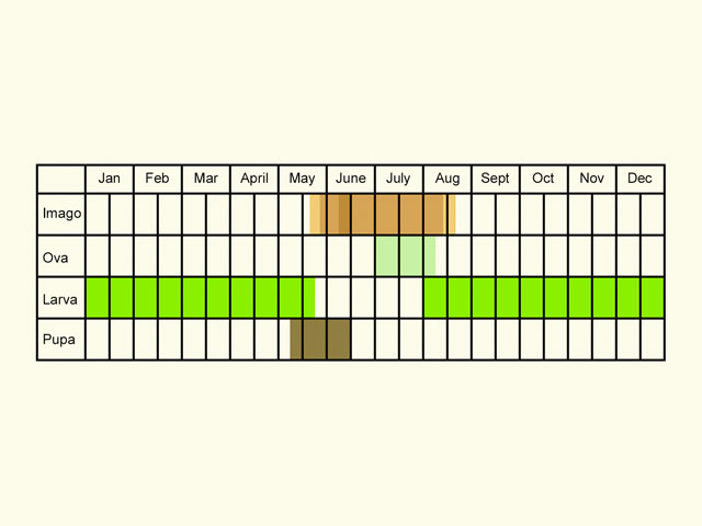  Life stages table Copyright Martin Evans 