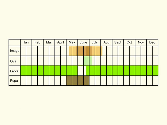  Life stages table Copyright Martin Evans 