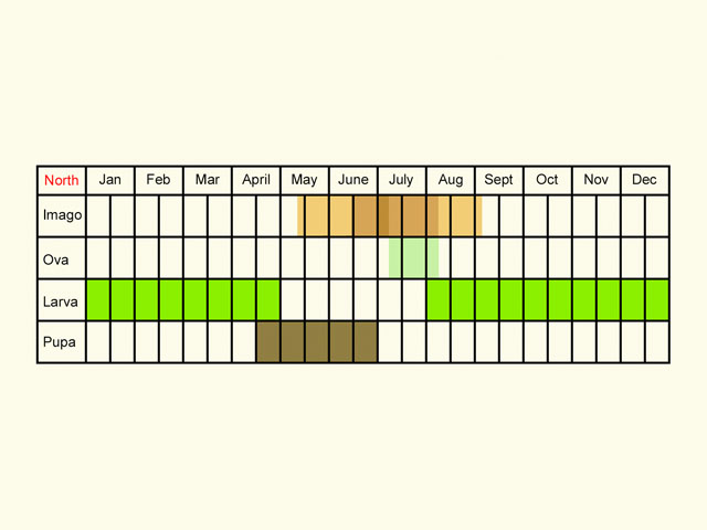  Life stages table Copyright Martin Evans 
