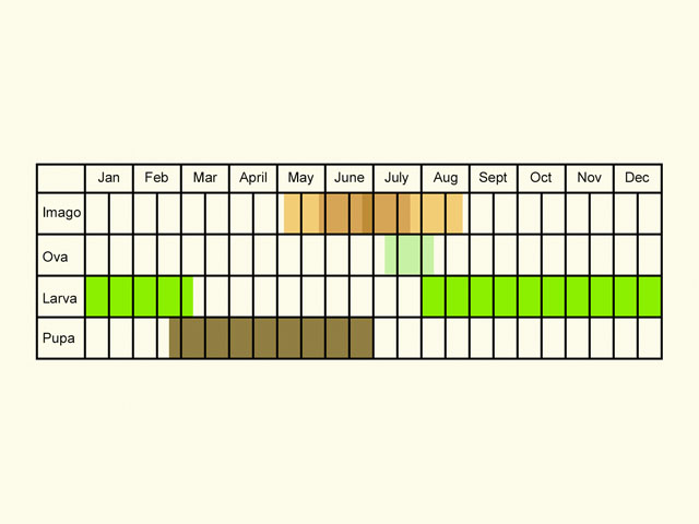  Life stages table Copyright Martin Evans 