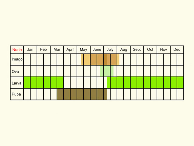  Life stages table Copyright Martin Evans 