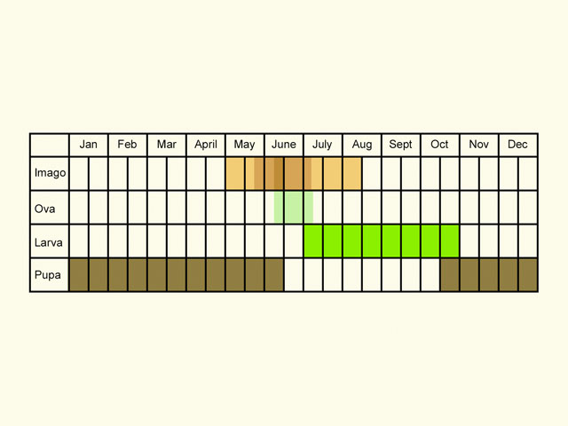  Life stages table Copyright Martin Evans 