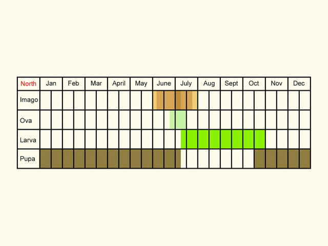  Life stages table Copyright Martin Evans 