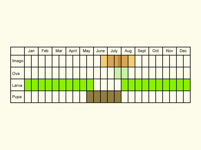  Life stages table Copyright Martin Evans 