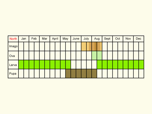 Life stages table Copyright Martin Evans 