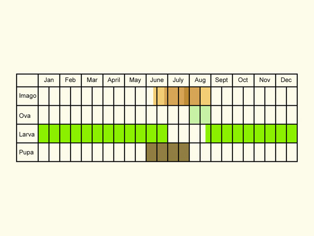  Life stages table Copyright Martin Evans 