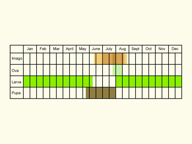  Life stages table Copyright Martin Evans 