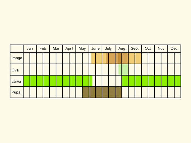  Life stages table Copyright Martin Evans 