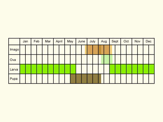  Life stages table Copyright Martin Evans 