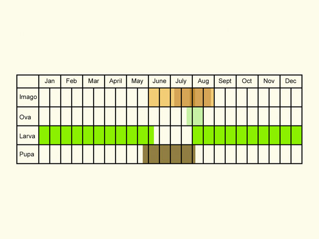 Life stages table Copyright Martin Evans 