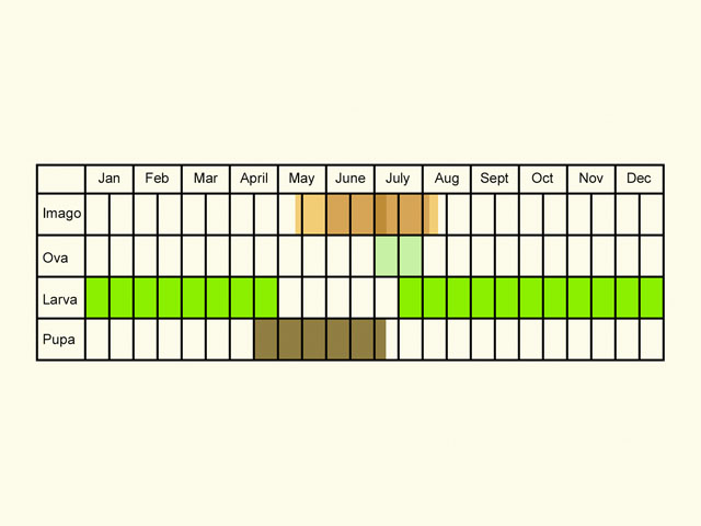  Life stages table Copyright Martin Evans 