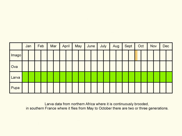  Life stages table Copyright Martin Evans 