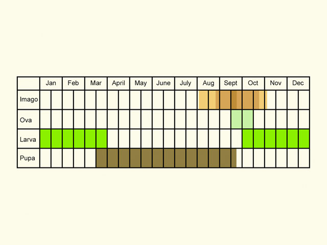 Life stages table Copyright Martin Evans 